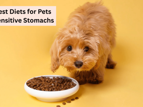 The Best Diets for Pets with Sensitive Stomachs