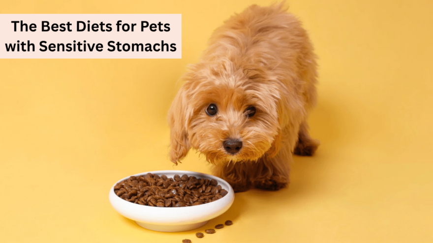 The Best Diets for Pets with Sensitive Stomachs